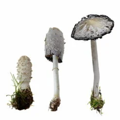 coprinus comatus (coprinus comatus)