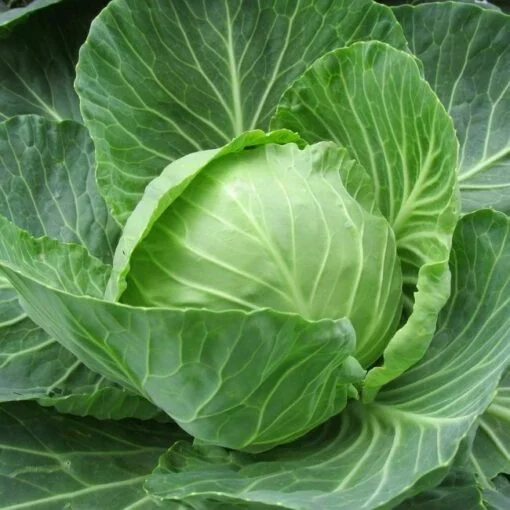cabbage seed oil cabbage seed oil