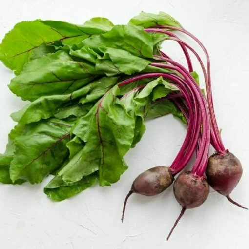 beetroot seed oil beetroot seed oil