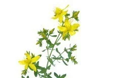st. john's wort macerate