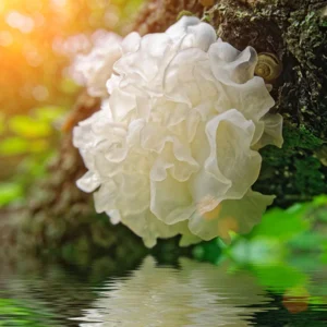 tremella fungus – tremella fuciformis, sea scrapie – macerate