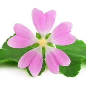 marshmallow macerated oil