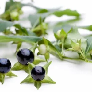 belladonna extract