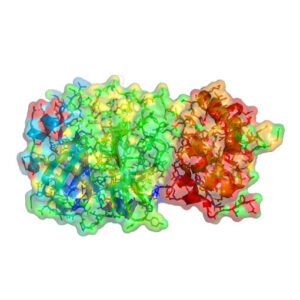 chymosin ec 3.4.23.4