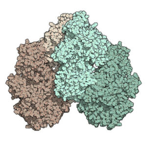 lactase ec 3.2.1.23.