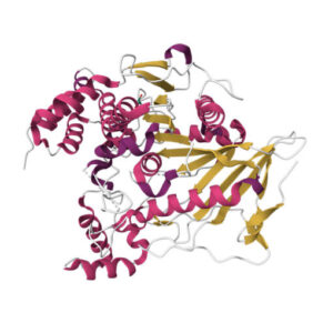 lipase ec 3.1.1.3