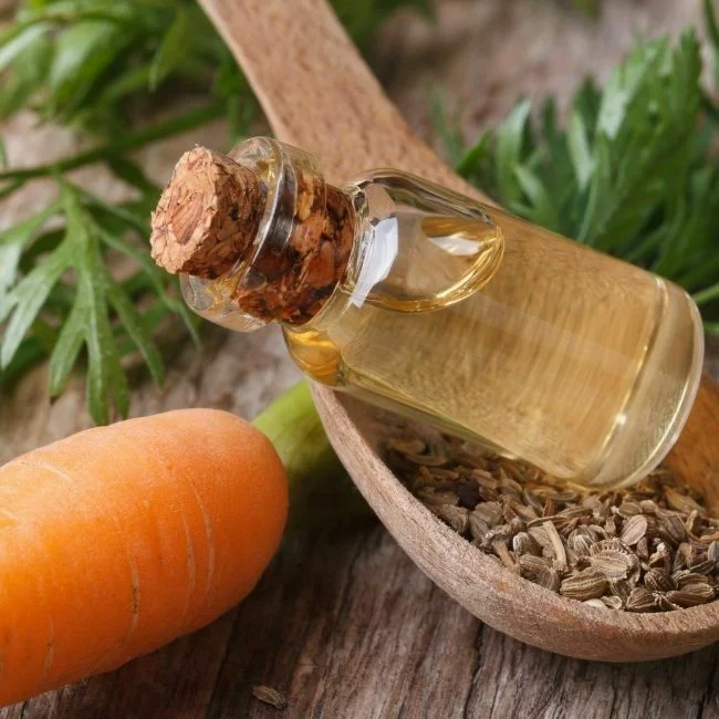 carrot seed oil carrot seed oil