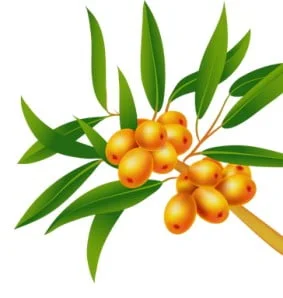 sea ​​buckthorn seed oil