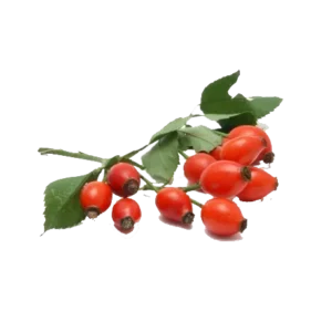 rosehip seeds