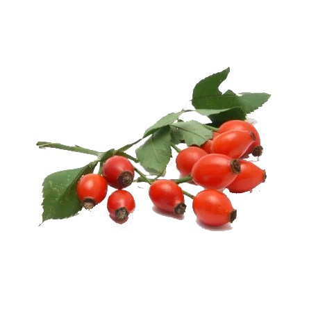 rosehip seeds rosehip seeds