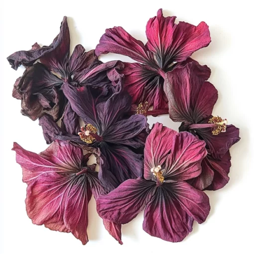 hibiscus flower hibiscus flower