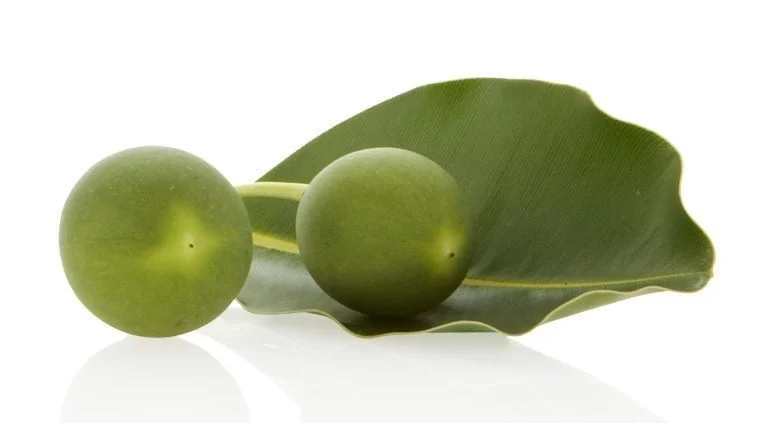 tamanu seed oil tamanu seed oil