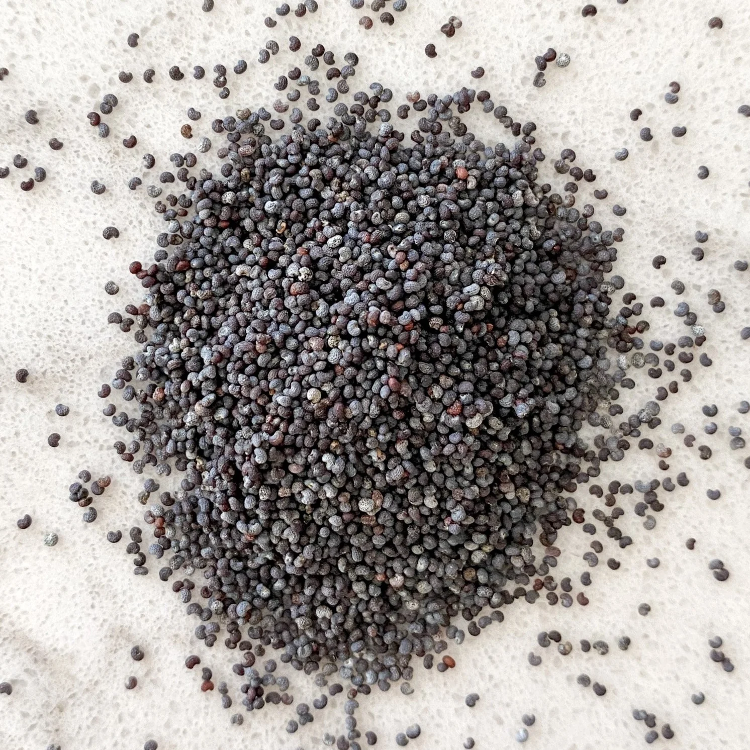 poppy seeds