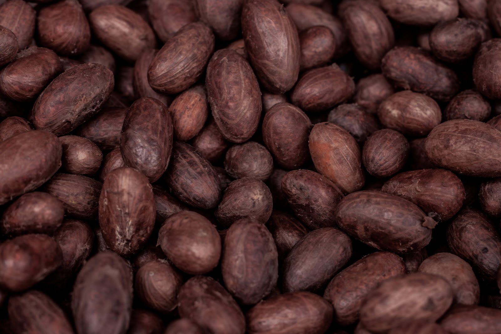 cocoa beans cocoa beans