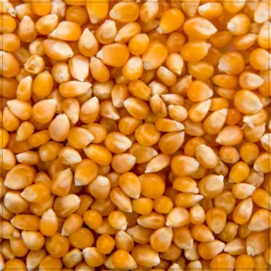popcorn corn