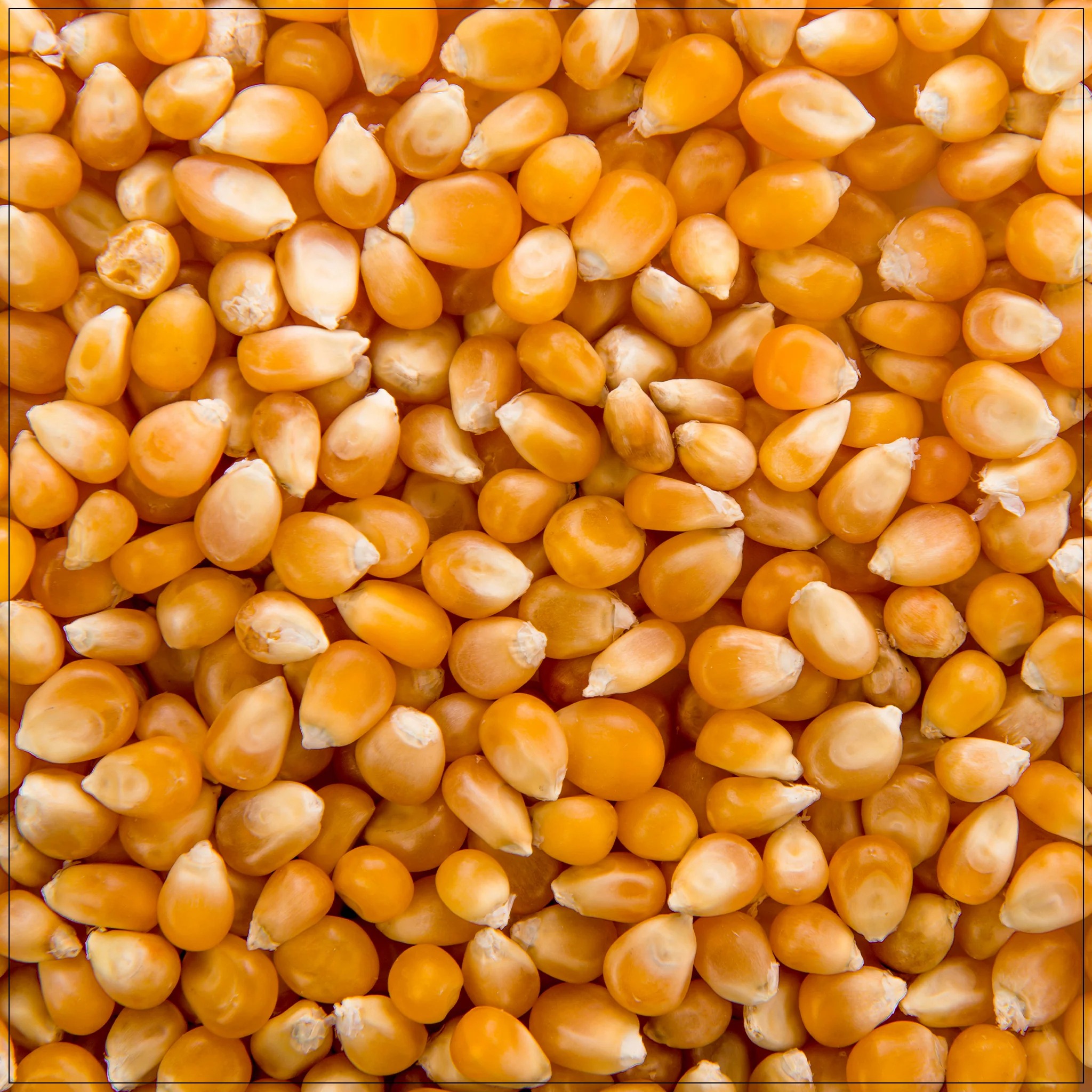 popcorn corn popcorn corn